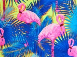 Funkita Mingo Magic Ladies Schwimmbikini Sports Top + Sports Brief - 36 (10) 10 Funkita Mingo Magic Ladies Schwimmbikini Sports Top + Sports Brief - 36 (10) -Schwimmausrüstung Geschäft z MINGO MAGIC munster